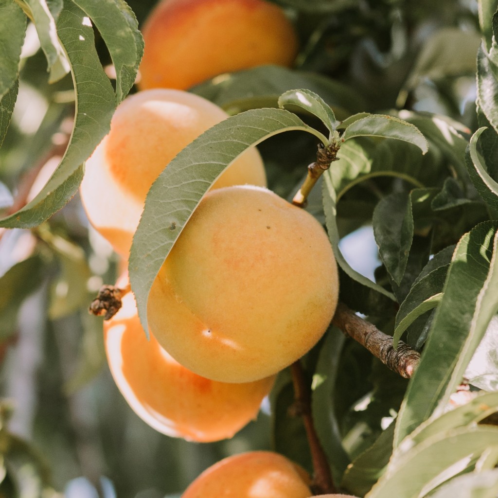 Two Years of Apricot&nbsp;Press